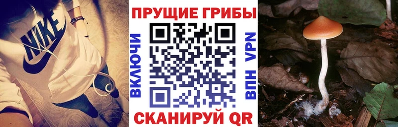 где продают   Оленегорск  Псилоцибиновые грибы Psilocybine cubensis 